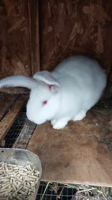 Кролик самец, белый великан