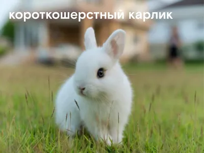 Кролики разных пород, Лубны: Кролики, крольчата на Agronet