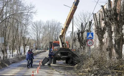 Кронирование деревьев фото