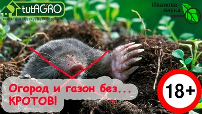КРОТЫ ДОСТАЛИ? ЕСТЬ РЕШЕНИЕ! Всё, кроты на участке больше не проблема!  Смотрите подробно это видео! - YouTube