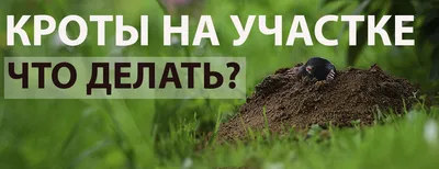 Как избавиться от кротов на садовом участке или огороде
