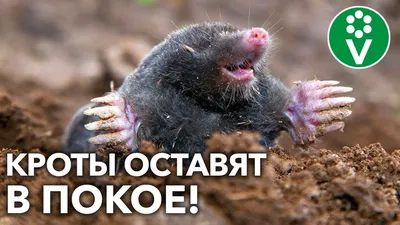 Кроты на участке: вред и польза
