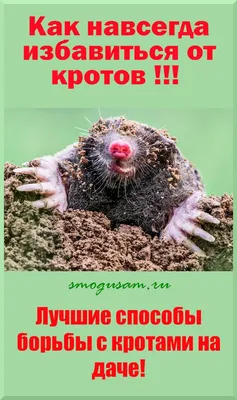 Огород без забот. О том, чем накормить огурцы, как выгнать с грядок крота и  спасти лук от мук