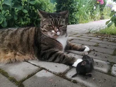 Уничтожение кротов на дачном и садовом участке в Минске и области!  Лтквидатор