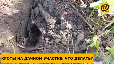 Война с кротами на огороде | Пикабу
