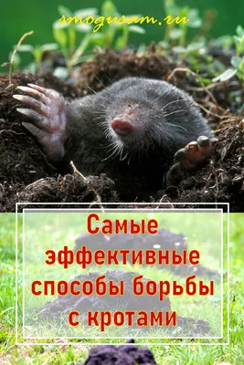 Укротить крота! Прогоняем крота с участка.