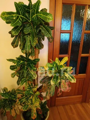 КОДИЕУМ (КРОТОН) ЭКСЕЛЕНТ Диаметр 35 см Высота 160 см: экзотические  растения с оригинальными листьями 🌿 Greendekor