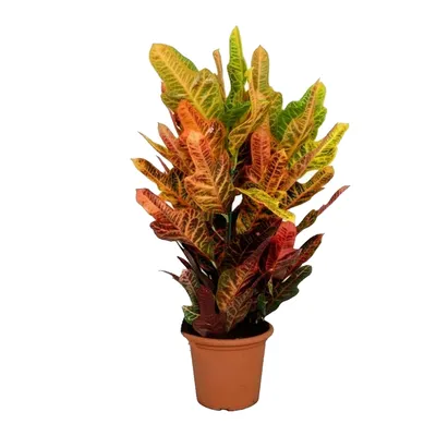Codiaeum 'Mammy Mammi' Croton Kroton Wunderstrauch Wunderbaum | Pool  landscaping, Trees to plant, Landscaping plants