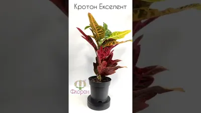 Кодиeум (Codiaeum) | ВКонтакте