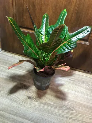 Комнатное растение кротон - 65 фото