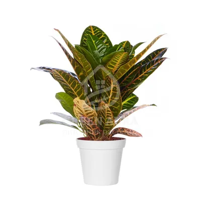 Кодиеум (кротон)Экселент - «Комнатное растение с разноцветными листьями –  кодиеум. Выглядит декоративно, неприхотлив.» | отзывы