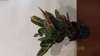 Архив Кротон variegatum Excellent ✔️ 190 грн. ᐉ Другие комнатные растения в  Одессе на BON.ua 99460590
