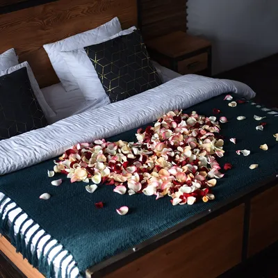 Два лебедя-полотенца и лепестки роз на кровати в гостиничном номере ::  Стоковая фотография :: Pixel-Shot Studio