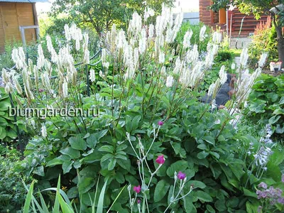 Кровохлебка тупая Pink Princess Sanguisorba obtusa - купить сорт в  питомнике, саженцы в Санкт-Петербурге