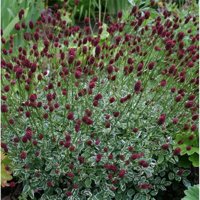 Кровохлебка белая (Sanguisorba sitchensis) купить в blumgarden.ru