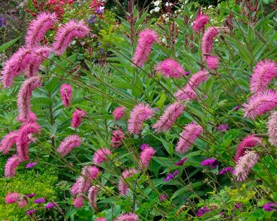 Кровохлебка лекарственная Beetlewings Sanguisorba officinalis Beetlewings -  купить сорт в питомнике, саженцы в Санкт-Петербурге