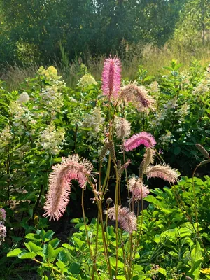 Кровохлебка тонколистная (Sanguisorba tenuifolia Alba)