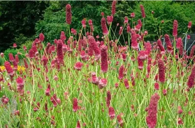 Кровохлебка лекарственная 'Танна' (Sanguisorba officialis 'Tanna') -  Питомник и Садовый центр Русские Деревья