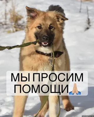 Пироплазмоз у собак, симптомы, помощь - Зоомедик