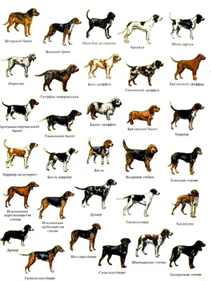 Топ-15 самых больших собак с фото и описанием – ProPlan.ru