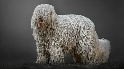 ТОП 10 самых больших собак в мире: породы с фото и описанием - Pets