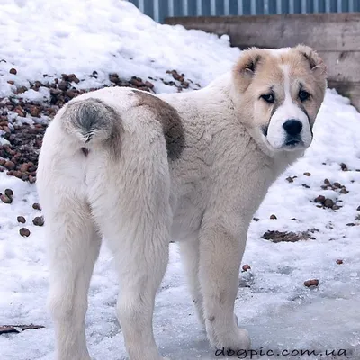 Породы собак с фото и описанием: маленькие, средние, большие