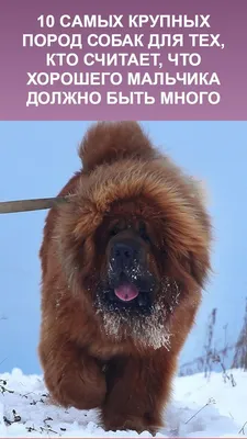 САМЫЕ КРУПНЫЕ ПОРОДЫ СОБАК В МИРЕ - LOVE FERPLAST