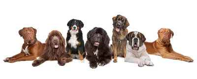 Крупные собаки породы название фото фотографии