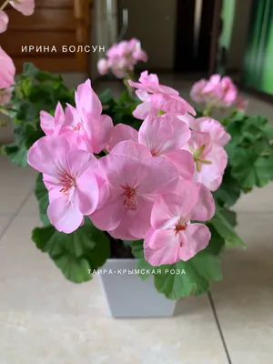 Крымская роза фото фотографии