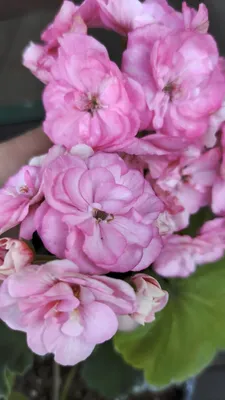 Таира -Крымская Роза - В продаже - Patioflowers