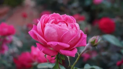 40. ТАИРА Крымская Роза | Naturlana Pelargonio | Дзен