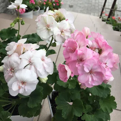 Таира Крымская Роза 🧁... - irina_gomel_pelargonii | Facebook