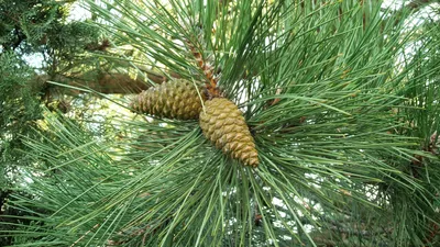 Сосна крымская. Pallas pine. | ПИТОМНИК ЭКЗОТИЧЕСКИХ ДЕРЕВЬЕВ