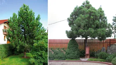 Сосна крымская (Долина холмов) зеленый дерево 200 см. 117367 - купить в  интернет-магазине The Furnish
