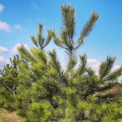 Сосна крымская (Pinus nigra ssp. pallasiana)