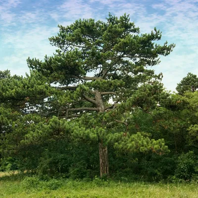 Семена Сосна Крымская (Pinus nigra pallasiana), 50 штук — купить в  интернет-магазине по низкой цене на Яндекс Маркете