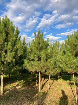 Сосна Крымская 40-60 см фото и описание сорта 🌱 купить сосна Крымская  40-60 см почтой недорого в Кургане