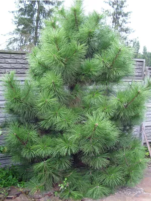 Сосна Крымская (Pinus Pallasiana) - КедровЪ ГрадЪ - питомник растений