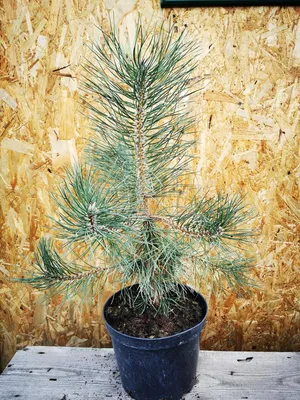 Сосна крымская. Pinus nigra Pallasiana: продажа, цена в Харькове. Саженцы  декоративных деревьев и кустарников от \"Интернет-магазин Densiflóra  (Харьковский питомник растений)\" - 1123564441