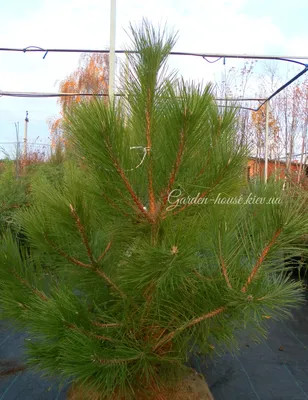 Сосна крымская большое дерево. Как остановить рост. - YouTube