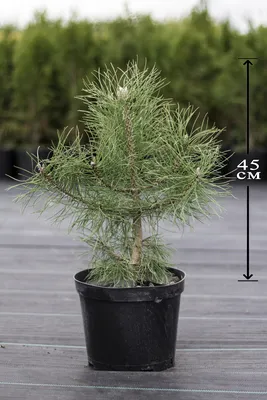 Сосна крымская 150/175 Pinus nigra subsp. pallasiana (К) — цена в LETTO
