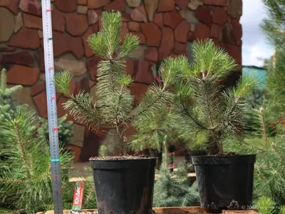 Сосна Крымская (Pinus pallasiana) саженец, 10 шт. в упаковке в  интернет-магазине VALLES.RU