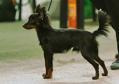 Пропала собака в СНТ Нижняя колония, порода пражский крысарик. | Pet911.ru