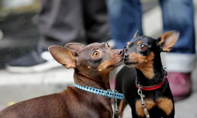 Пражский крысарик: РЕДКИЕ ПОРОДЫ СОБАК | Dog People: Собаки и Люди | Дзен