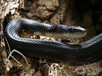 Крысиная змея - захватывающие фото для скачивания в PNG