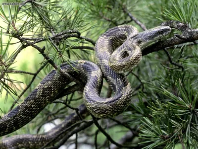 Фото Крысиная змея - качественные изображения в формате WebP