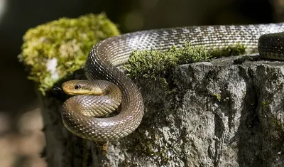 Фото Крысиная змея - удивительные изображения для вашего проекта