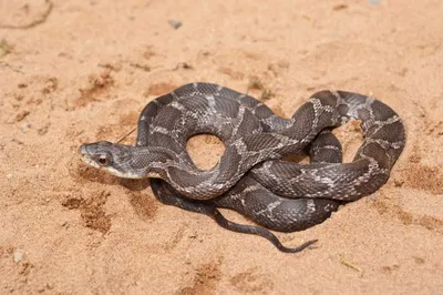 Крысиная змея - потрясающие фотографии для вашего веб-сайта