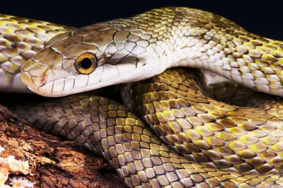 Фото Крысиная змея - качественные снимки для использования в презентациях