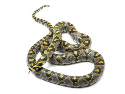 Фото Крысиная змея - красочные снимки для использования в рекламе